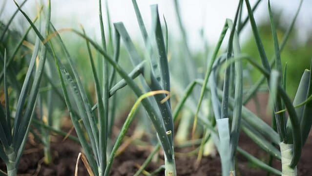 Front close-up view of early onion in soil.Gardening, horizontal 4k footage