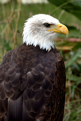 A bald eagle perched on a ring. Haliaeetus leucocephalus