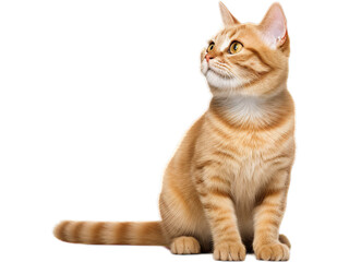 Curious Manx Cat with Arched Back - Transparent Background
