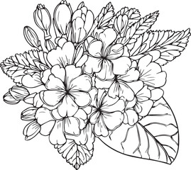 Cute kids coloring pages, easy primrose drawing, primrose flower black and white illustration, primrose flower outline, Primula Francisca flower vector art, simple flower drawing, unique flower colori