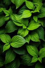 Green leaves background 