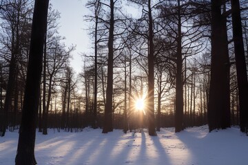 sunrise winter forest cold netherlands snow