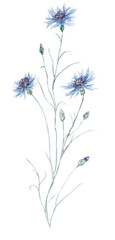 Kornblumen - cornflowers Aquarell Illustration