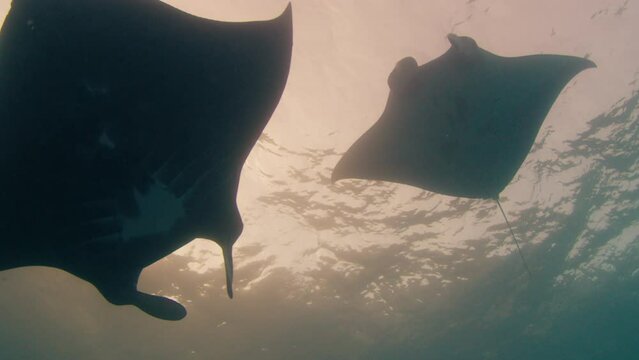 Gian oceanic manta ray or Mobula birostris slowly swims underwater