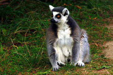 Ring-tailed Lemur, Lemur catta
