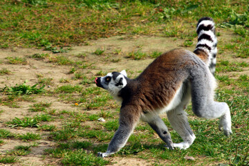 Fototapeta premium Ring-tailed Lemur, Lemur catta 
