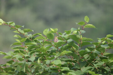 melodious warbler singing in a shrub