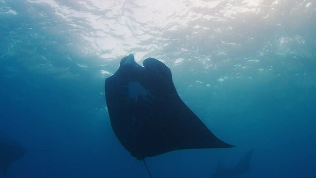 Gian oceanic manta ray or Mobula birostris slowly swims underwater