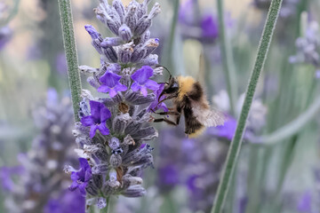 Hummel am Lavendel