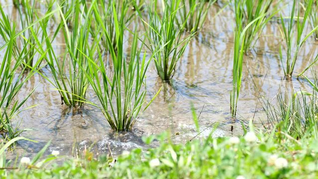 夏の水田風景　水が流れ込む田