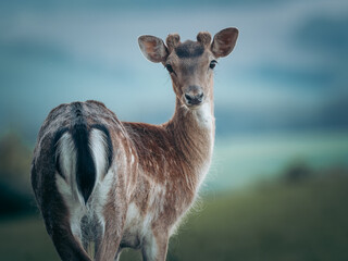 Fallow deer fawn Dama Dama in Summer