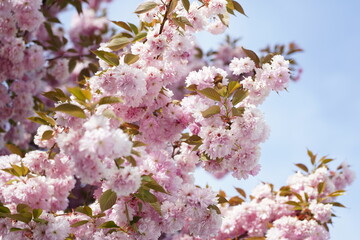 Fototapeta premium Beautiful cherry blossoms in bloom