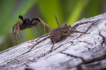 Wolf Spider (Pardosa lugubris) performing courtship ritual dance