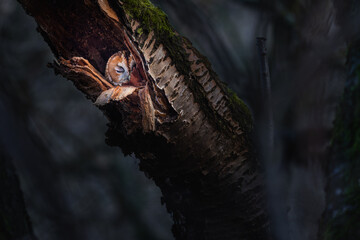 Tawny owl or brown owl (Strix aluco).