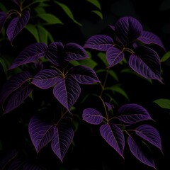 Close-up of coleus (Plectranthus scutellarioides) plant, Orinoco Delta, Venezuela