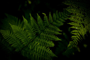 Fototapeta na wymiar Green fern leaves with a dark background