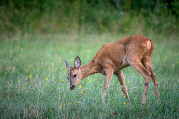 Roe deer ( Capreolus capreolus ). Female eating a leaf in a grassy meadow.