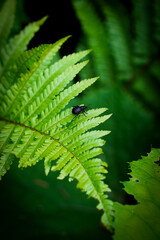 beetle sitting on fern leaves in the forest, fern leave with dark background, green leaves in forest