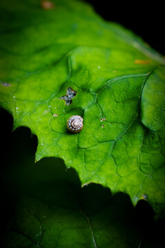 small snail in a shell on green leaf, snail shell, green leave in forest