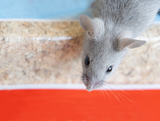 Close-up of the muzzle of a small gray house mouse and a red stripe. Fancy mouse