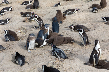 A colony of African Penguins around their nesting site with their chicks 