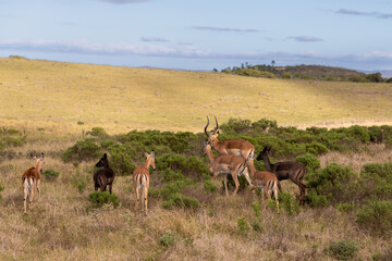 Naklejka na ściany i meble Seven Impala in a landscape in South Africa. Two of them are rare black Impala