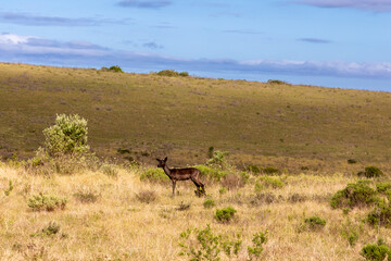 Naklejka na ściany i meble A lone black impala in an grassland in the Western Cape province of South Africa. Black Impala are very rare.