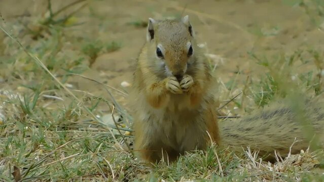 A closeup photo of a wild yellow and light brown Squirrel eating seeds in a dull golden grass field almost completely camouflaged 
