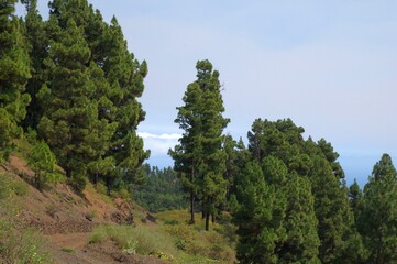 Pinien auf La Palma