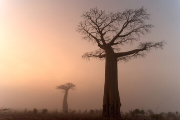 Fototapeta na wymiar Baobab silhouettes at dawn