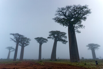 Fototapeta na wymiar Baobabs in the fog