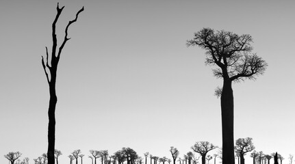 Baobab tree silhouettes