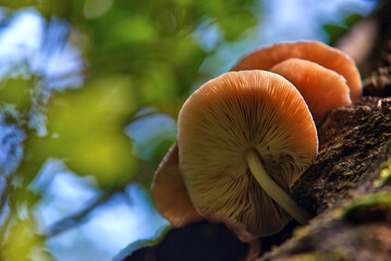 mushrooms on a tree