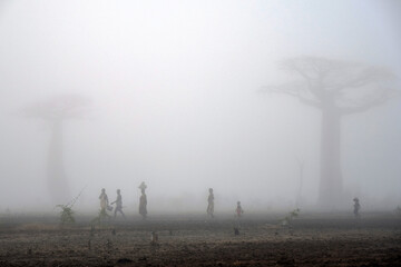Baobabs in morning fog