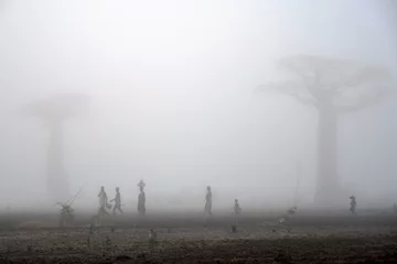Foto op Canvas Baobabs in morning fog © Yevgeniy