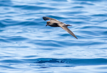 Band-rumped storm petrel flying over the ocean searching for food. 