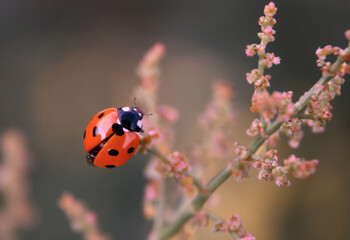 ladybug beetle on flowering branch