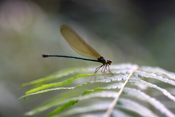 close up of dragonfly