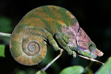 chameleon on a leaf