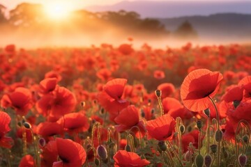 Red poppy field in mist, Red poppies in the morning light.