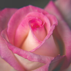 Layers of pink, romantic rose