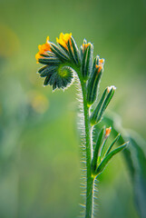 Amsinckia - Fiddle Flower