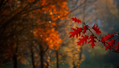 Beautiful blurred Nature Autumn background.