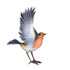 Watercolor Robin bird with spread wings in flight