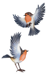Watercolor set. Robin bird with spread wings in flight