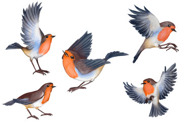 Watercolor set. Robin bird with spread wings in flight