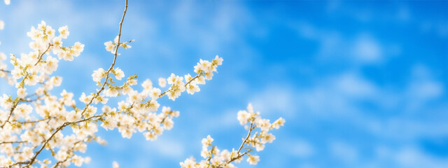 White flowers with blue sky. 