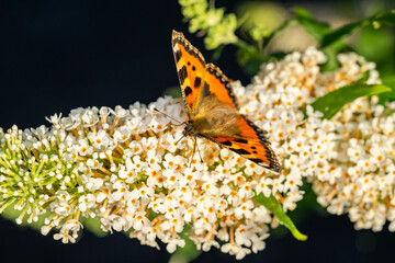 small tortoiseshell aglais urticae butterfly on Buddleja flower 01