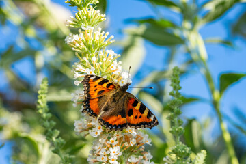 small tortoiseshell aglais urticae butterfly on Buddleja flower