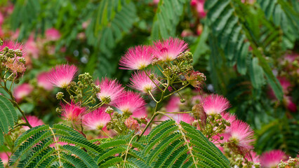 Albizia julibrissin 'Rosea' - Arbre à soie ou Mimosa de Constantinople, arbre à floraison...